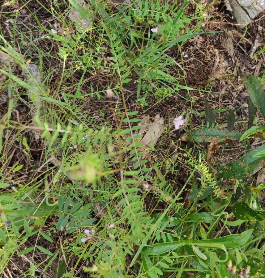 Vicia altissima