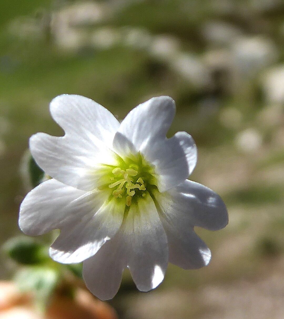Cerastium alpinum flower