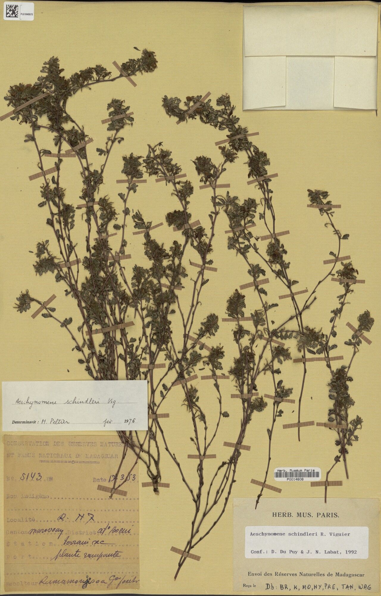 Aeschynomene schindleri — houseplant care guide