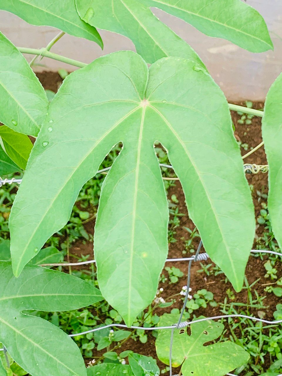 Passiflora seemannii leaf