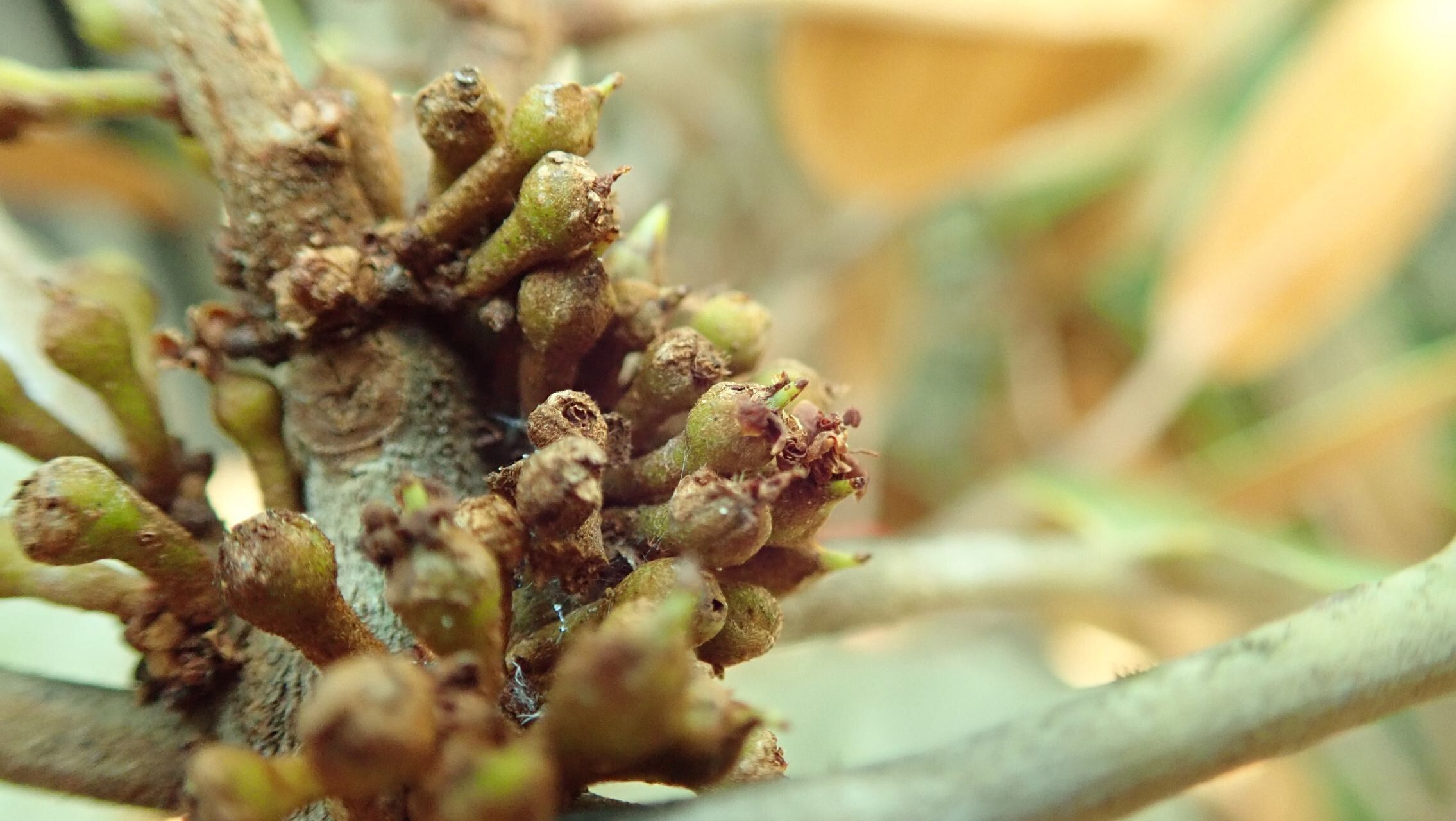 Pycnandra canaliculata fruit