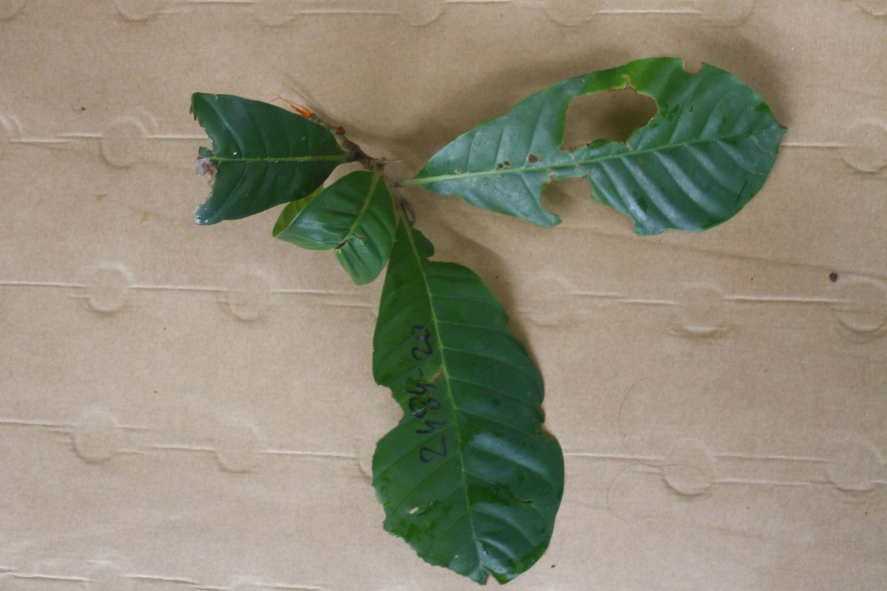 Chrysophyllum sanguinolentum leaf