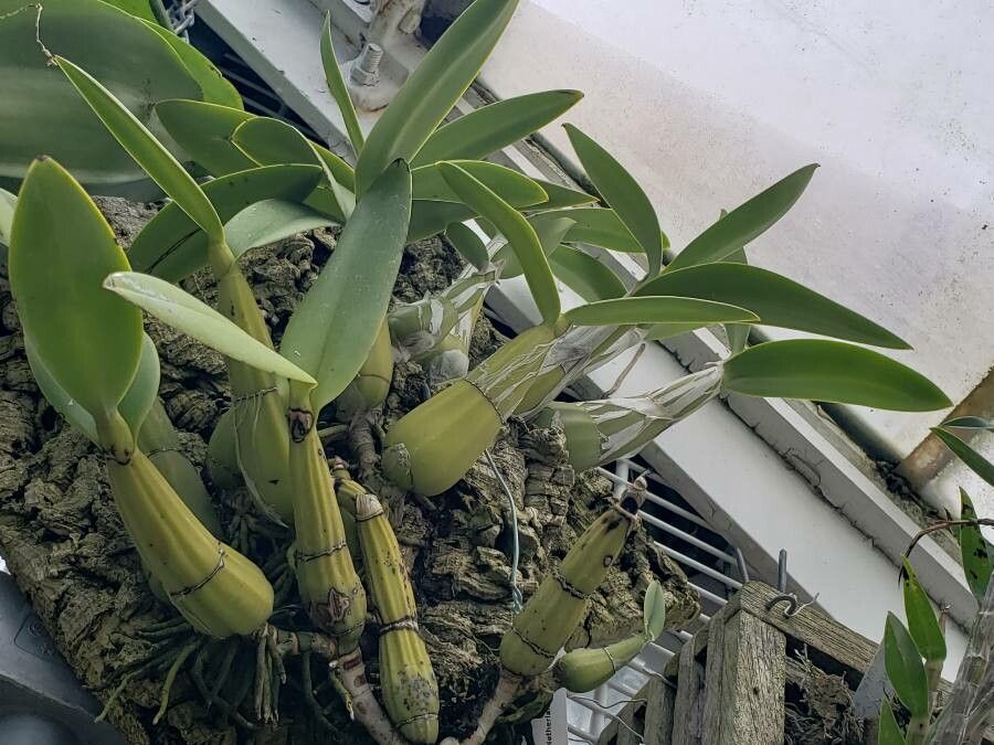 Myrmecophila humboldtii habit