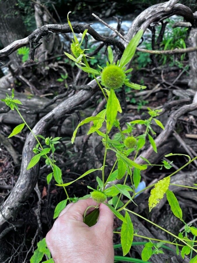 Carpesium cernuum — related species from the same genus