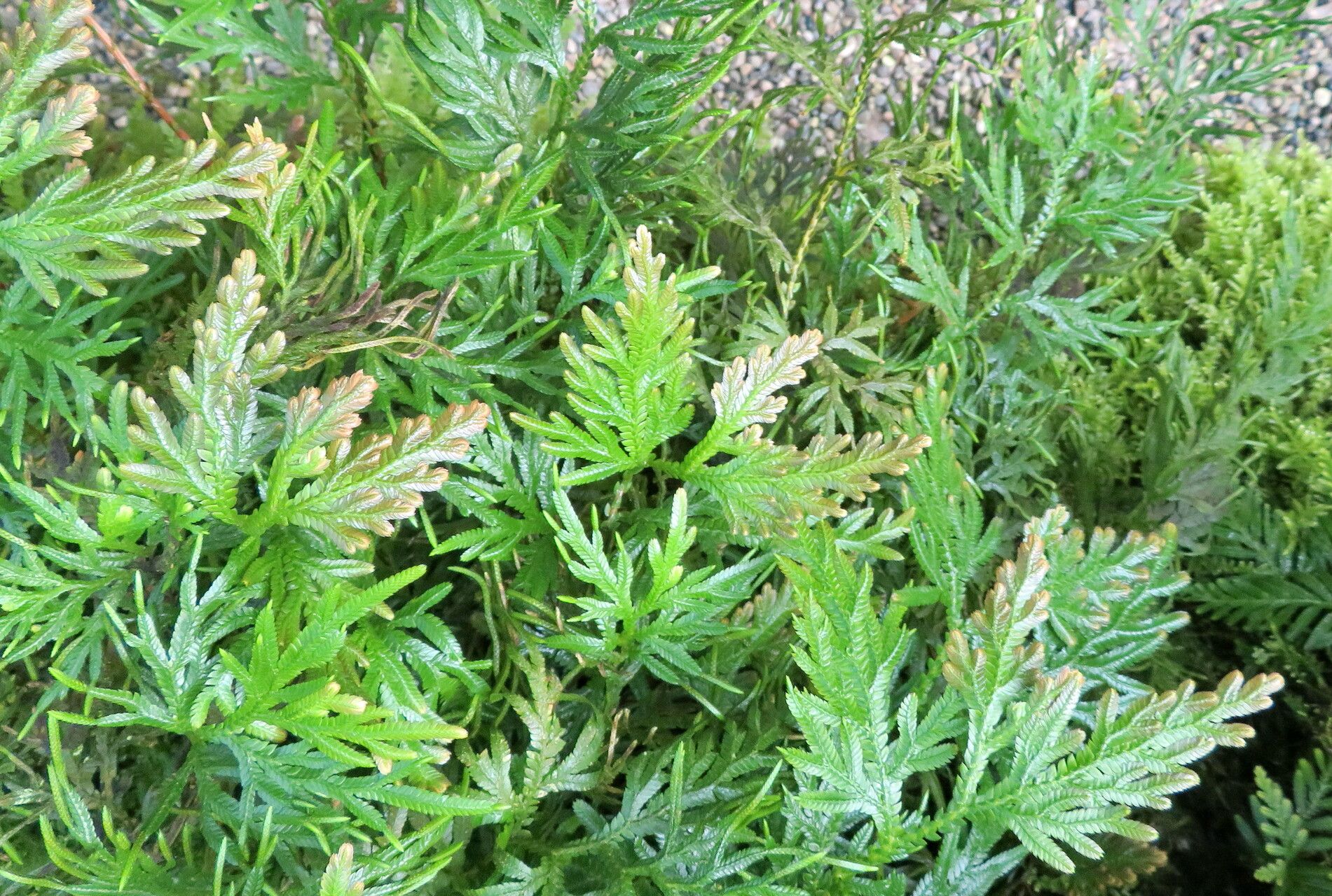 Selaginella plana habit