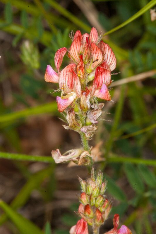 Onobrychis supina flower