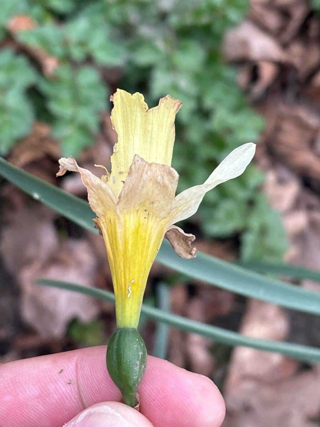 Narcissus pallidiflorus flower