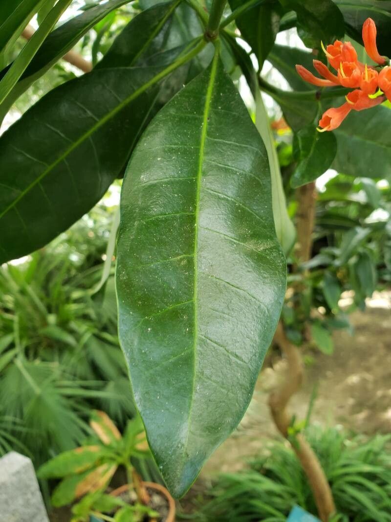 Alberta magna — houseplant care guide