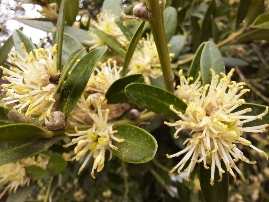 Buxus balearica flower