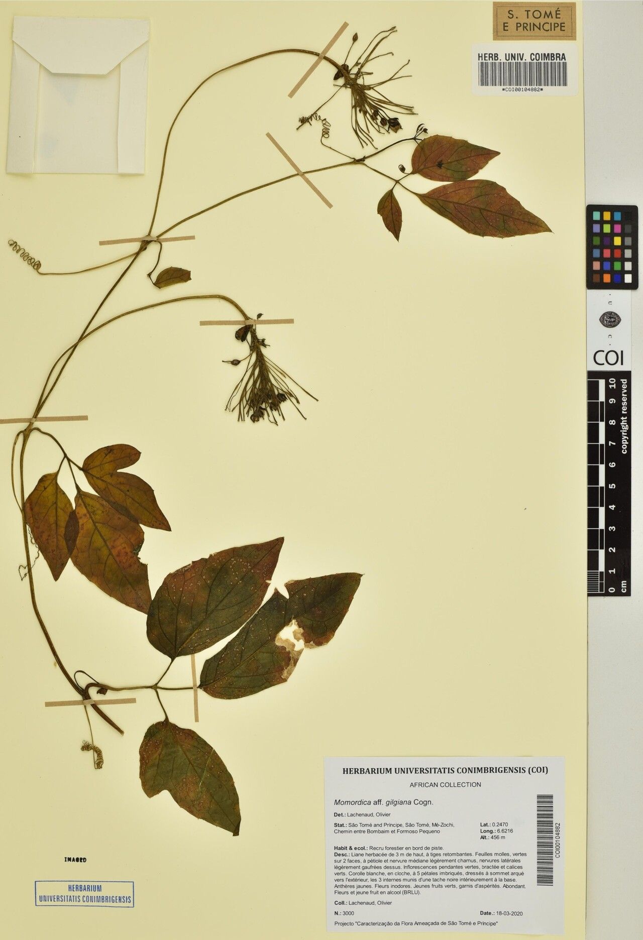 Momordica gilgiana — search result for 'Momordica'