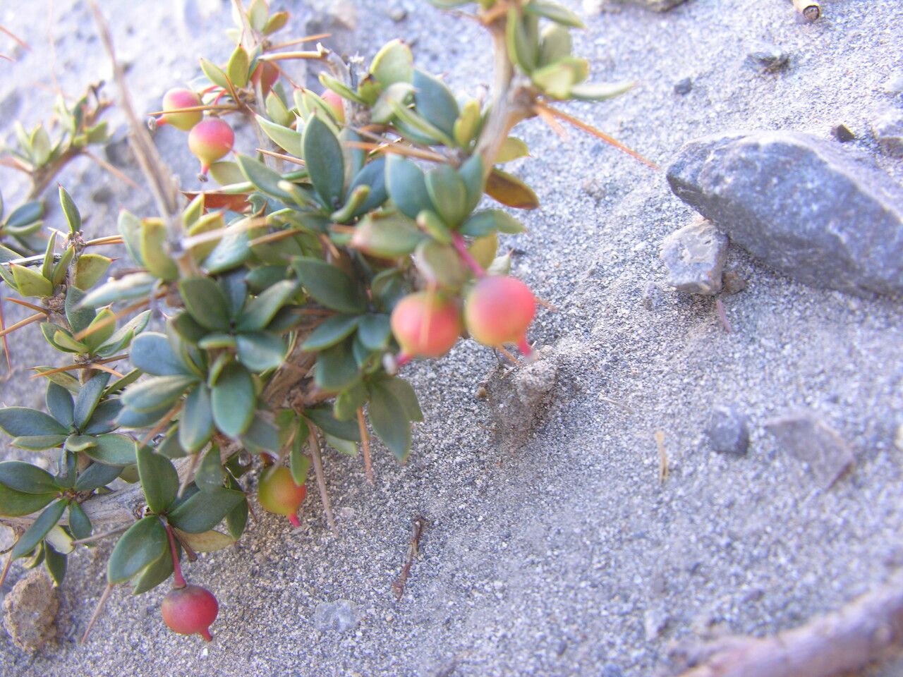 Berberis mucrifolia habit