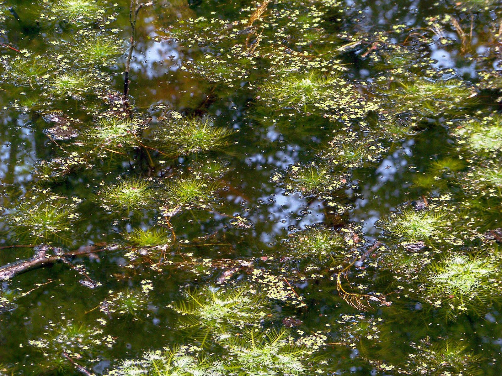Myriophyllum verticillatum habit