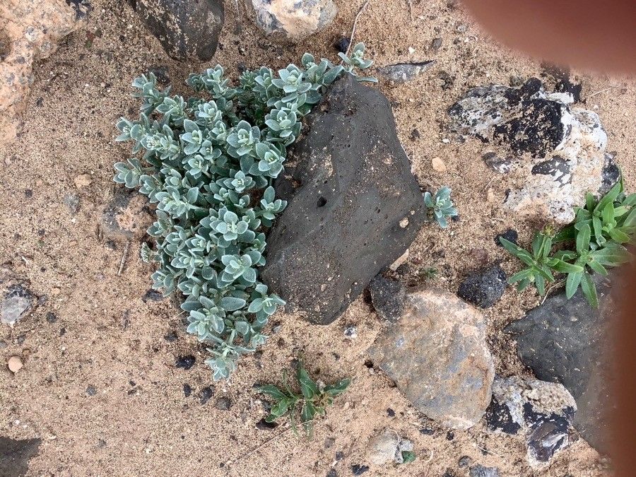 Hypericum tomentosum — search result for 'Hypericum'