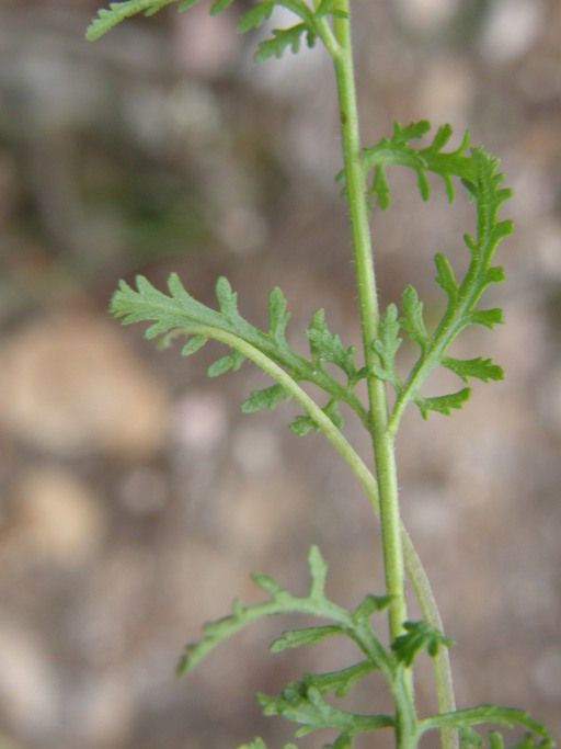 Seymeria bipinnatisecta bark