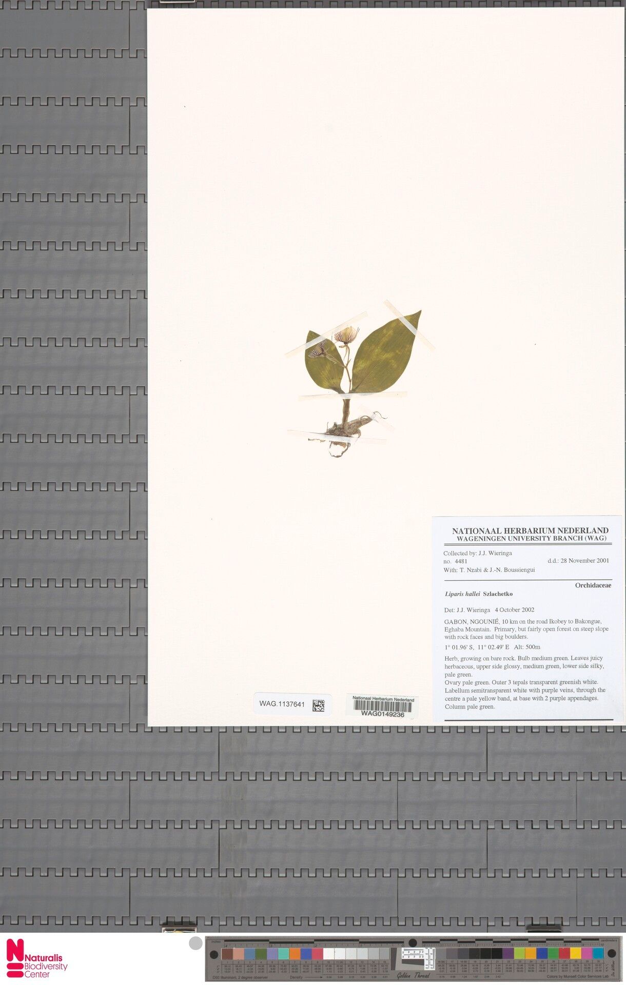 Liparis hallei — houseplant care guide