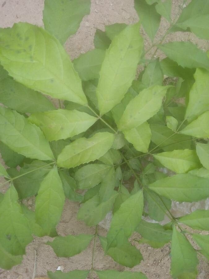 Newbouldia laevis leaf