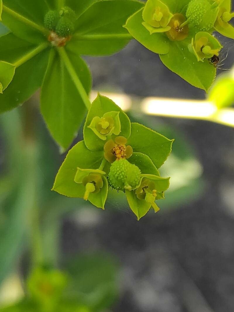 Euphorbia gaditana flower