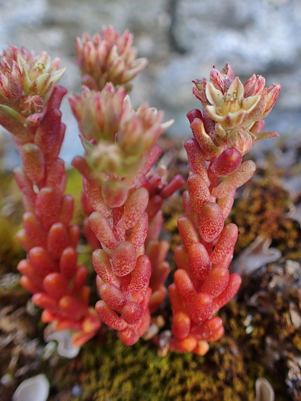 Sedum atratum fruit