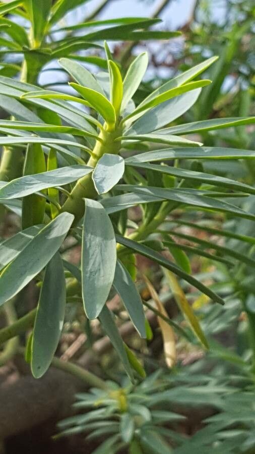 Euphorbia broussonetii leaf
