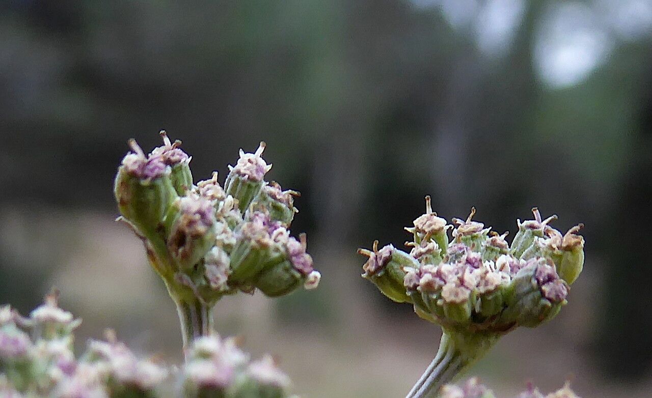Seseli tortuosum fruit