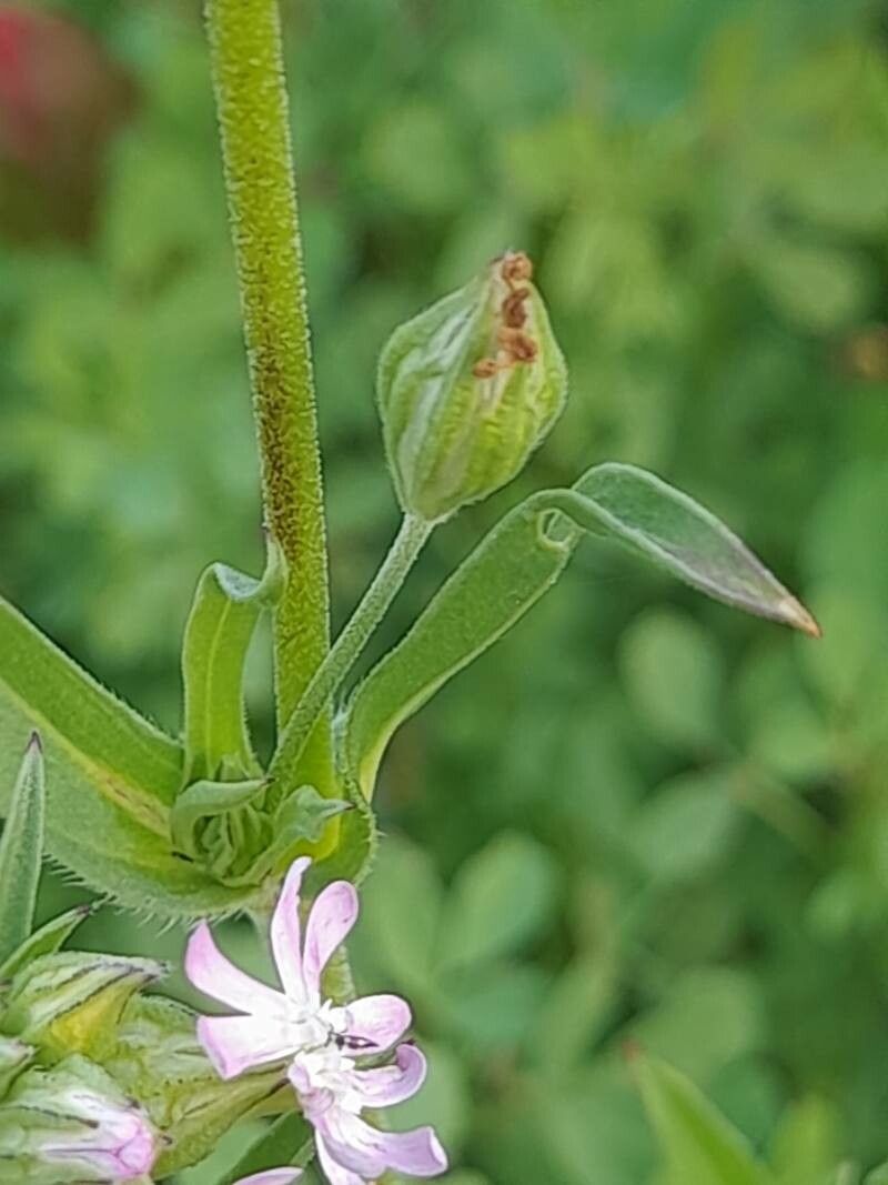 Silene apetala fruit