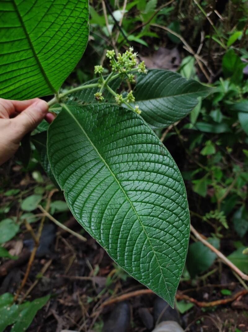 Psychotria micrantha leaf