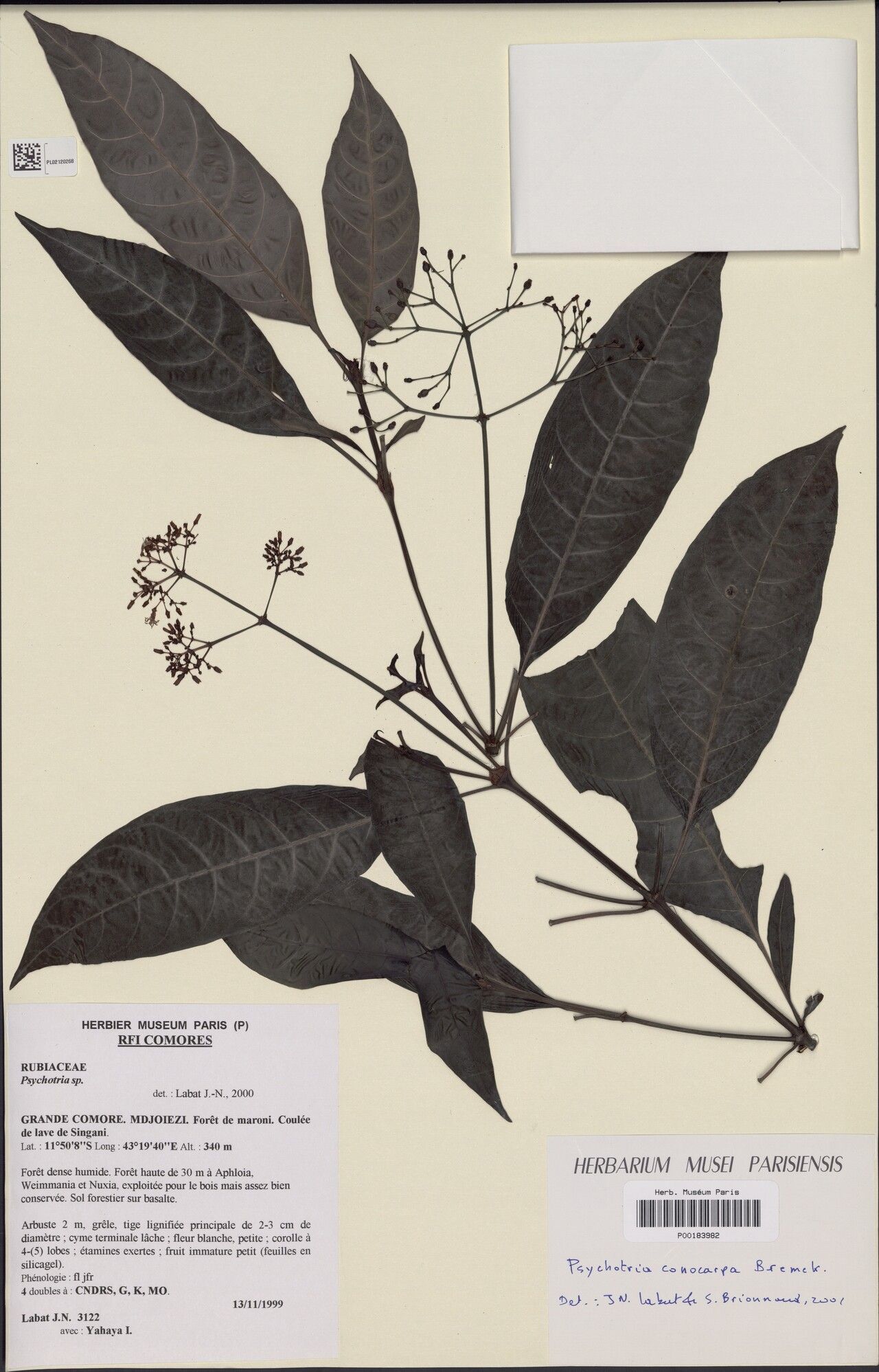 Psychotria conocarpa — houseplant care guide