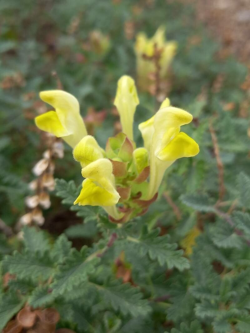 Scutellaria orientalis flower