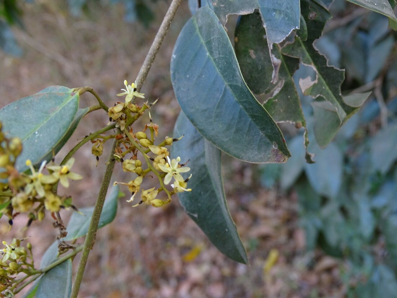 Dialium guineense flower