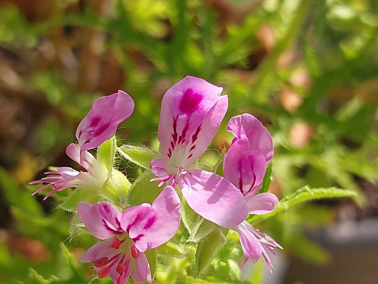 Pelargonium glutinosum flower