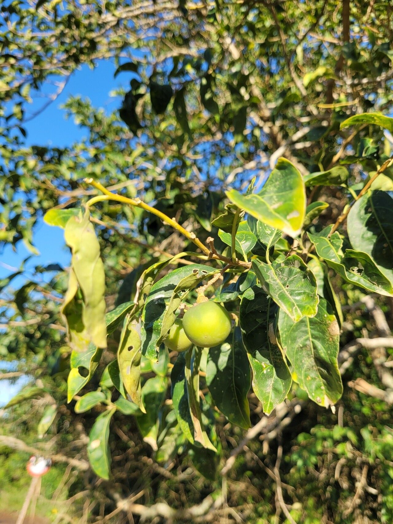Solanum pseudoquina fruit