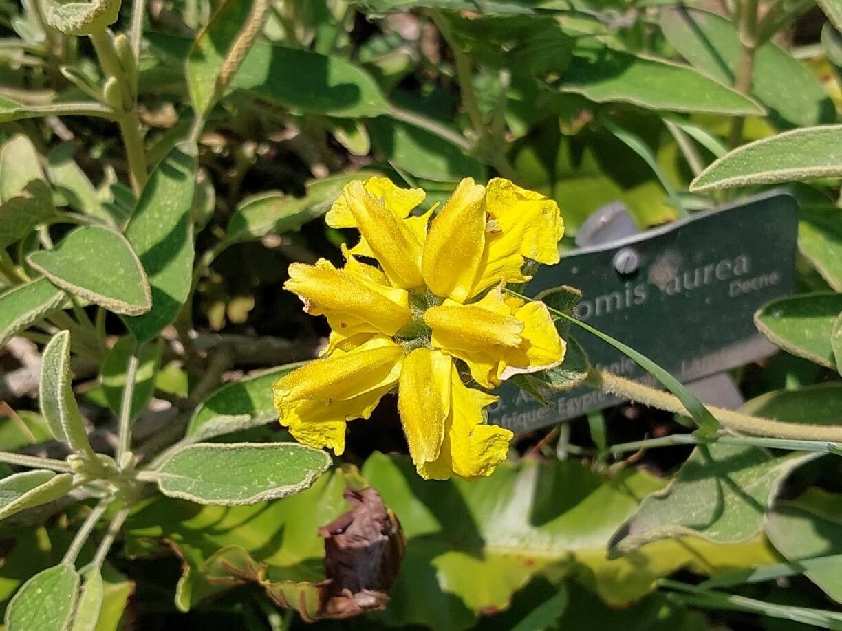 Phlomis aurea flower