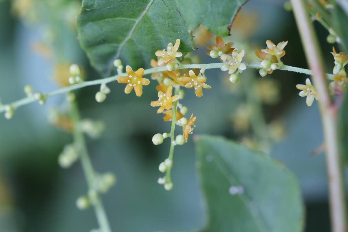 Dioscorea quinquelobata — search result for 'Dioscorea'
