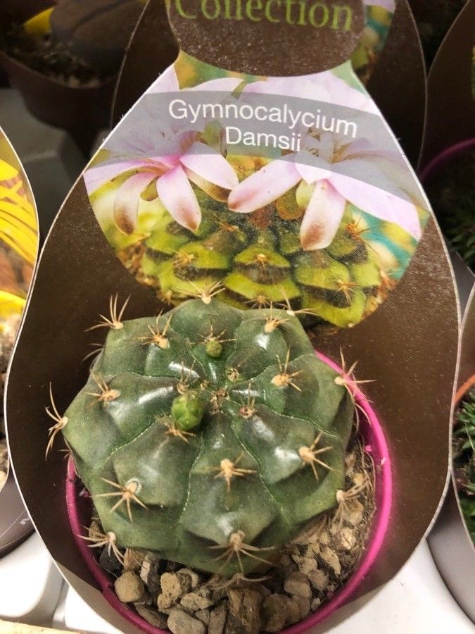 Gymnocalycium anisitsii — search result for 'Cactaceae'