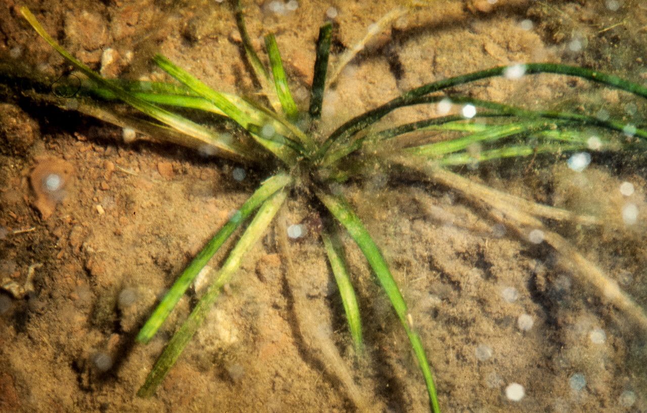 Alisma gramineum — related species from the same genus