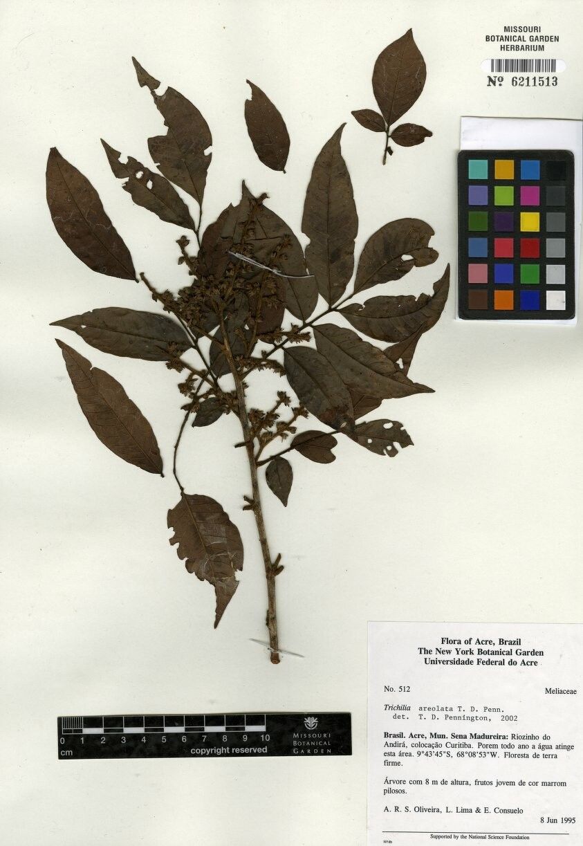 Trichilia areolata — related species from the same genus