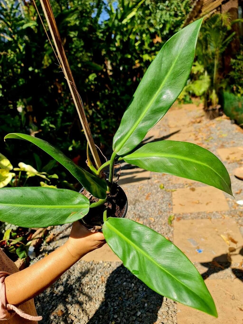 Philodendron ruizii leaf