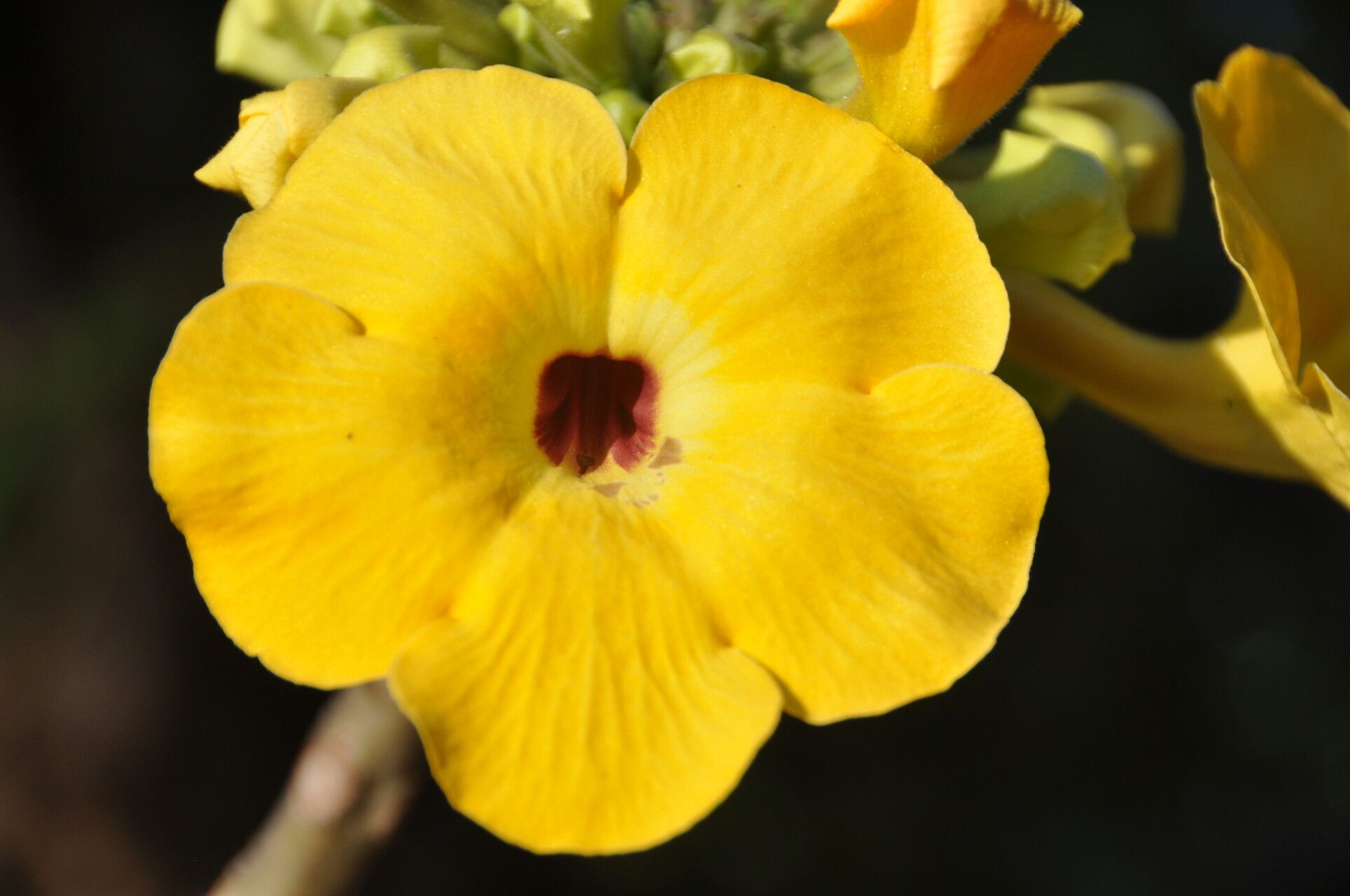 Uncarina ankaranensis flower