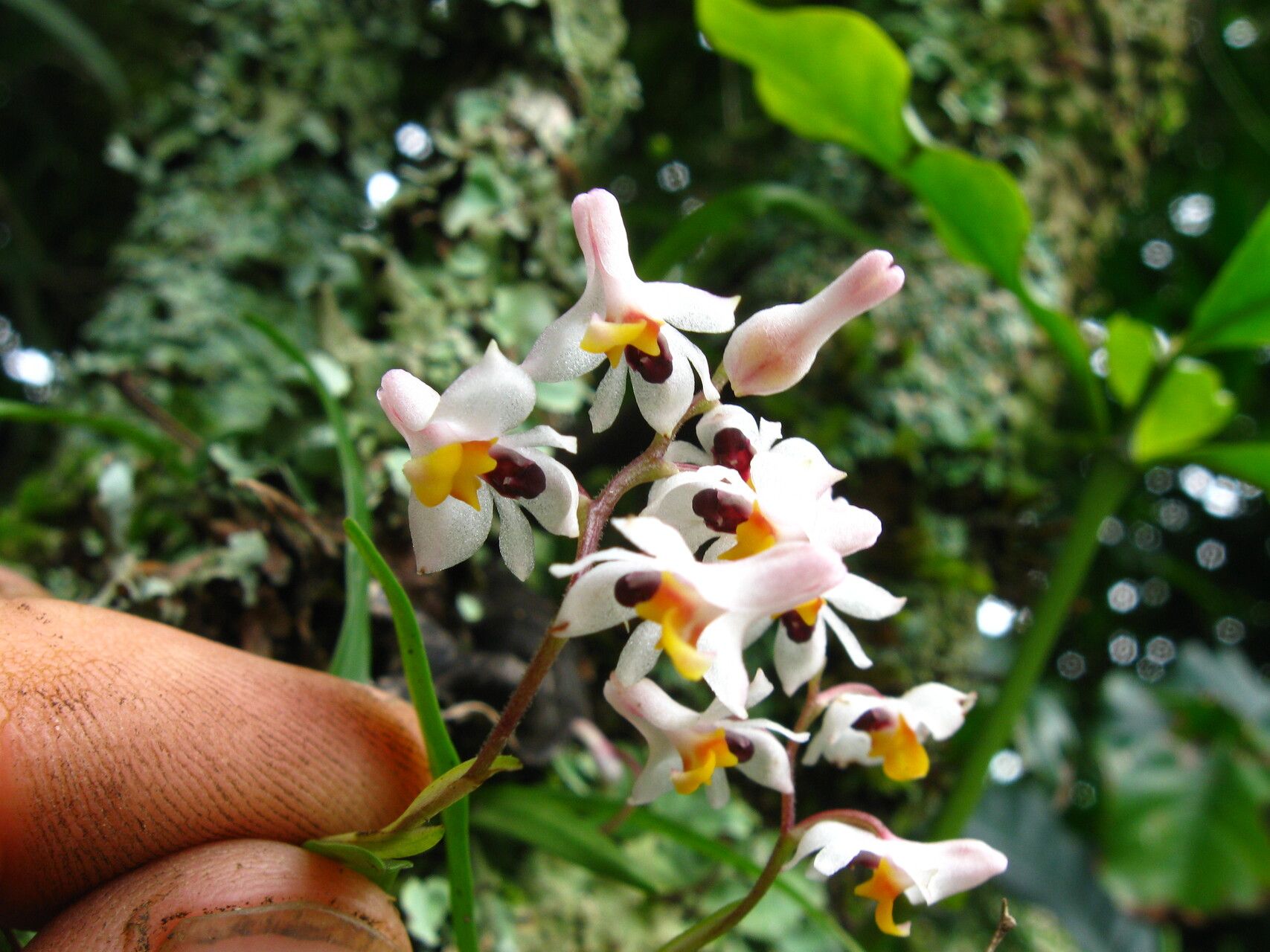 Polystachya alpina flower