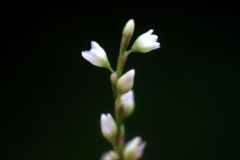 Persicaria poiretii flower