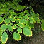 Hamamelis virginiana