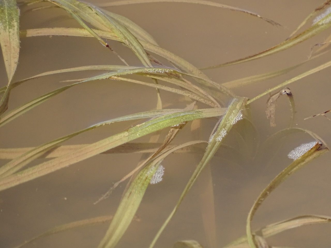 Potamogeton pusillus — search result for 'Potamogeton'