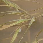 Potamogeton pusillus