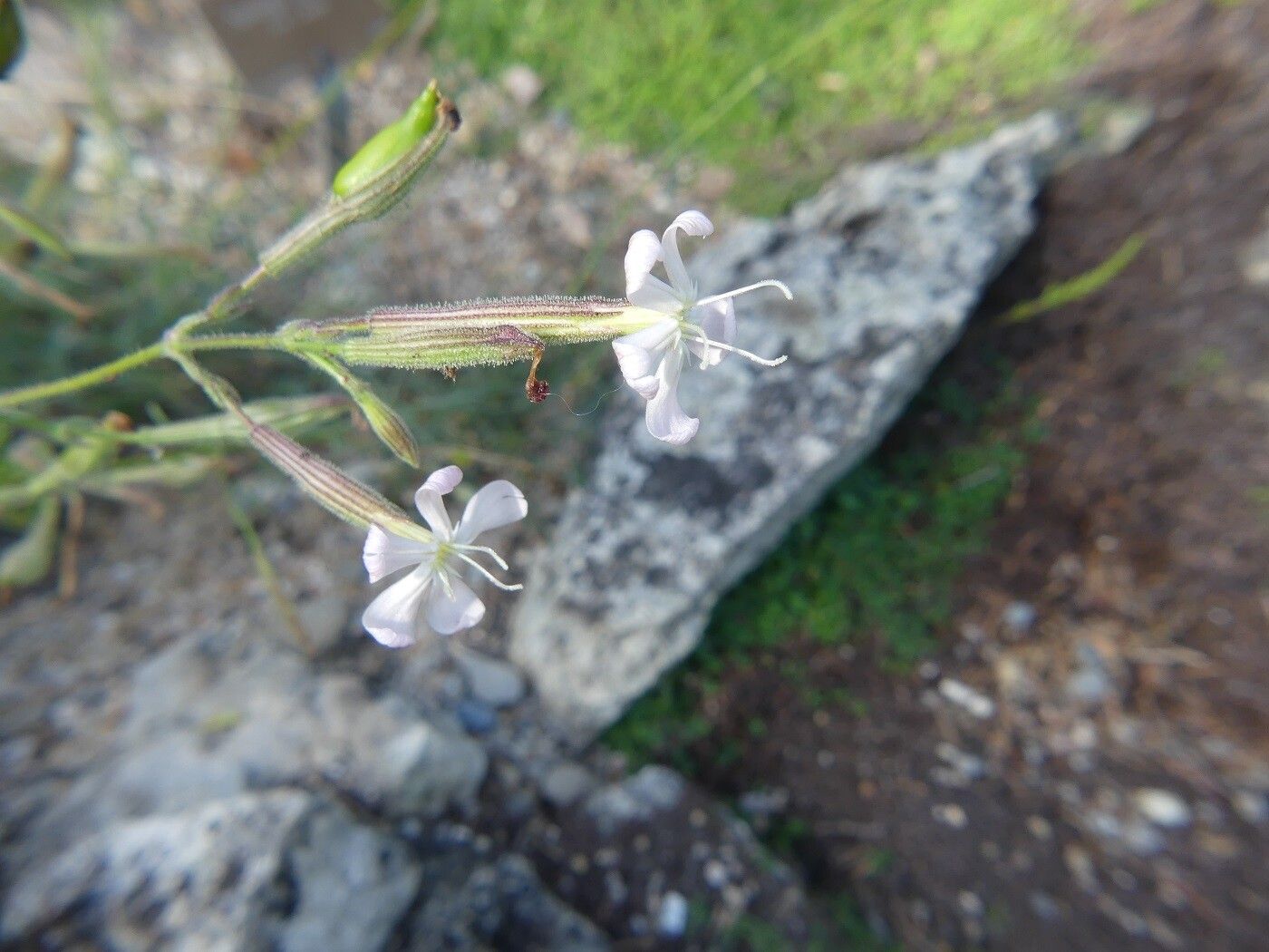 Silene paradoxa flower
