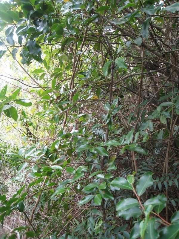Pleurostylia pachyphloea habit