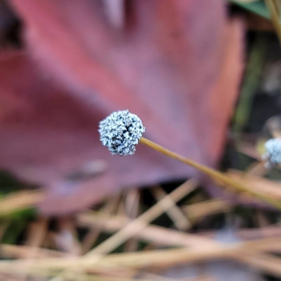 Eriocaulon aquaticum fruit