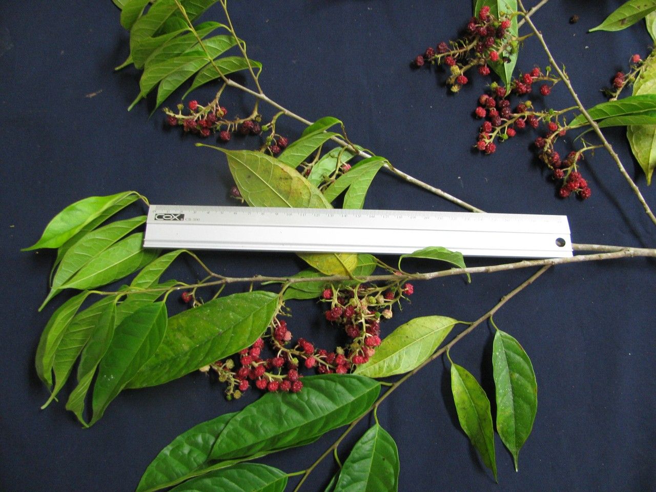 Trophis mexicana other