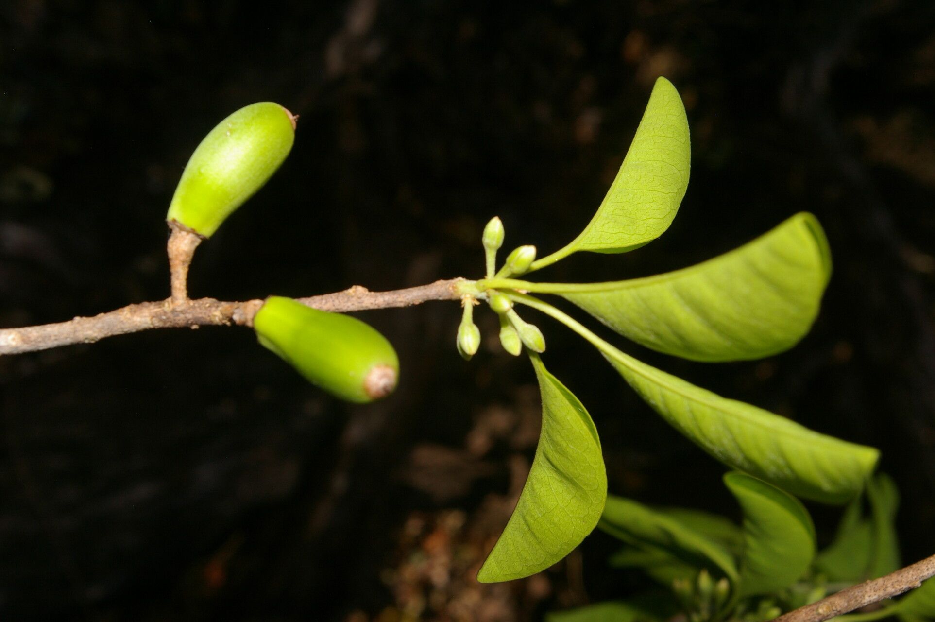 Sideroxylon stenospermum fruit