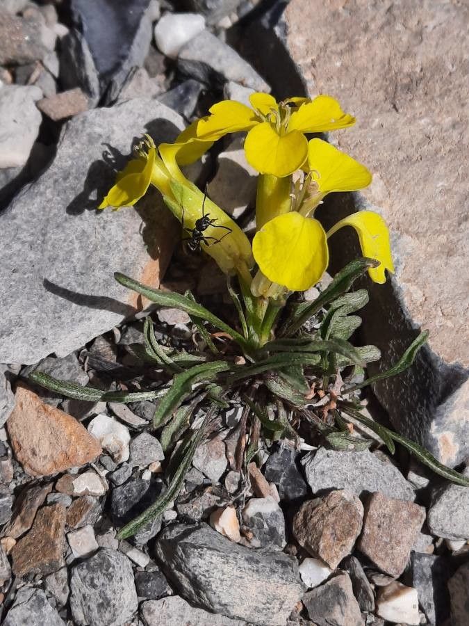 Erysimum jugicola habit
