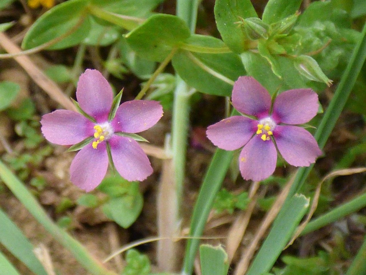 Lysimachia × intermedia — search result for 'Lysimachia'